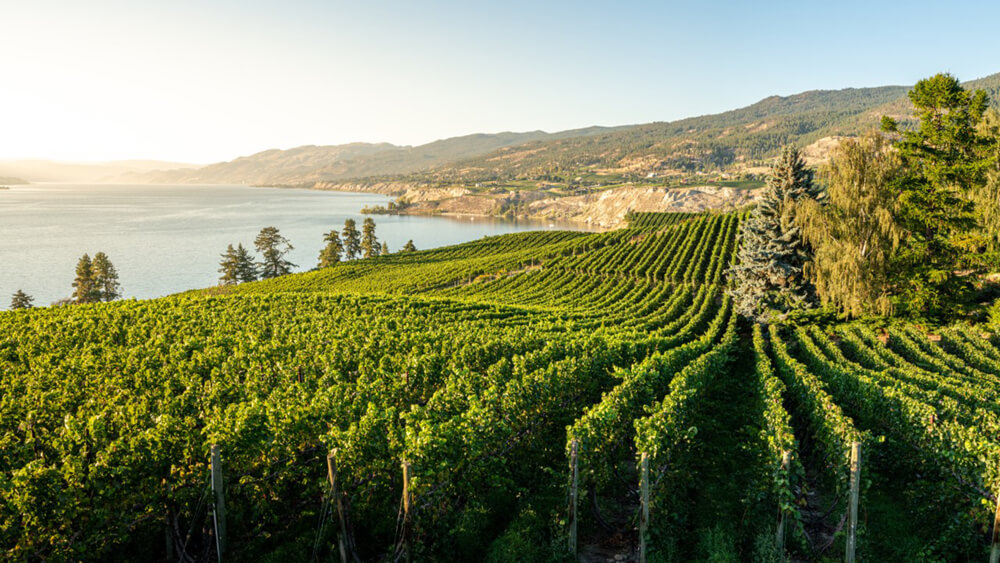 canada wine golf